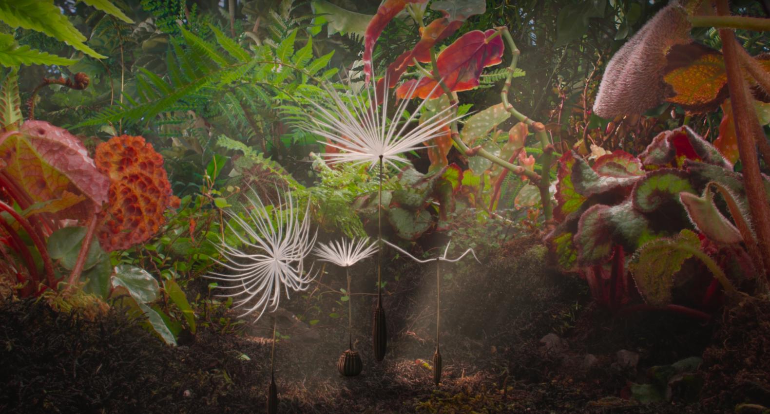 fotos z filmu DMUCHAWCE